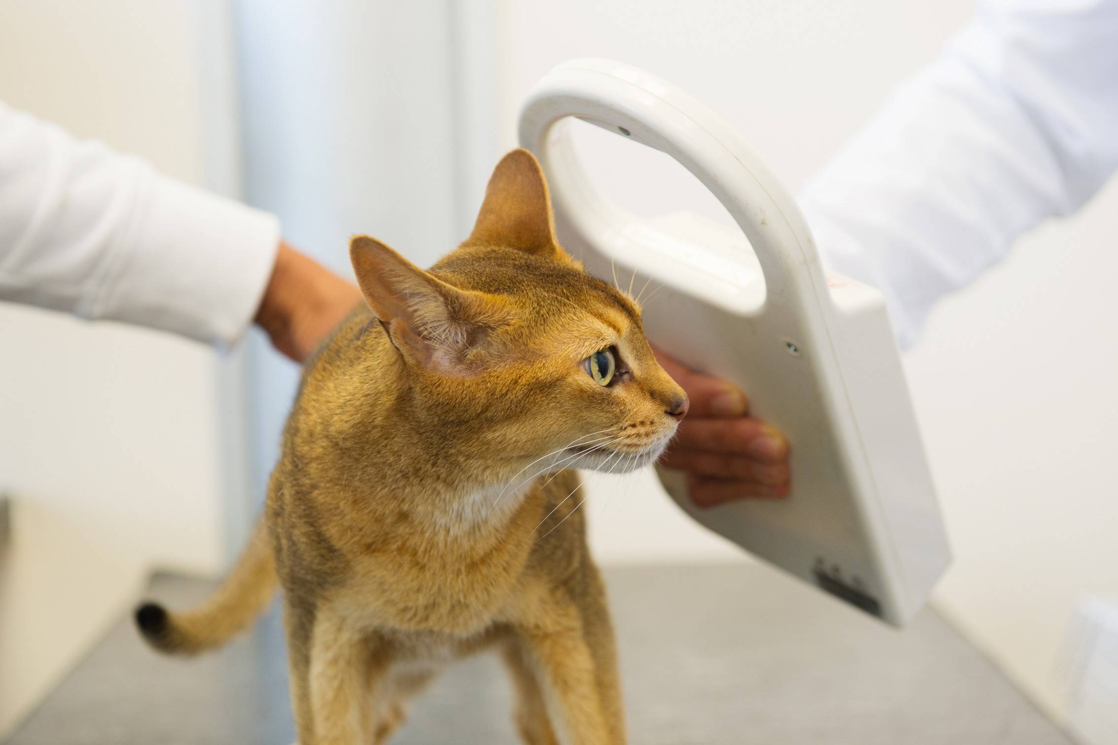 Чипирование кошек: преимущества и недостатки, особенности процедуры, как делают, отзывы