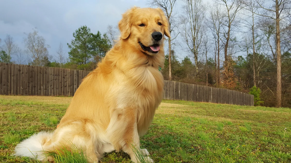Голден ретривер (фото): одна из умнейших пород собак