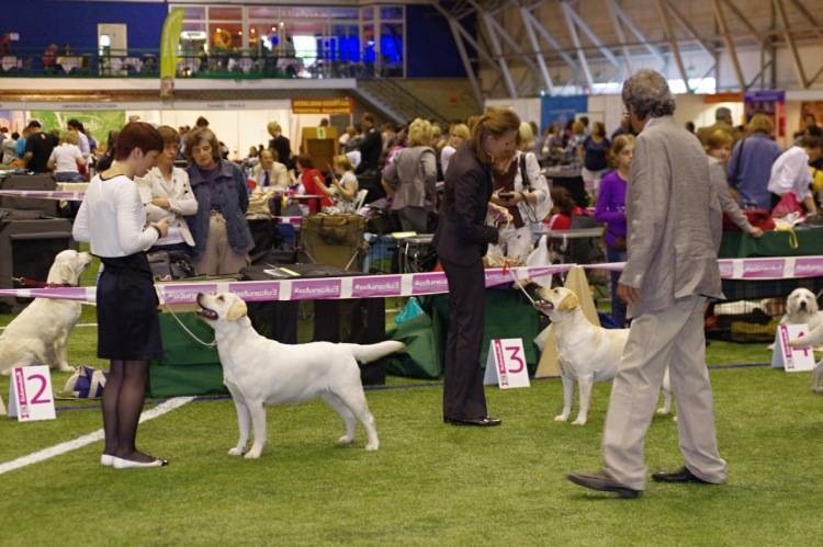 Как прошла выставка собак crufts dog show 2015 | fresher - лучшее из рунета за день