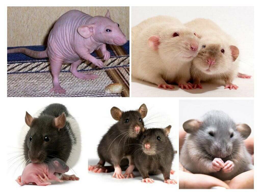 Домашние крысы (породы, виды), декоративные крысы как домашнее животное (фото, видео)