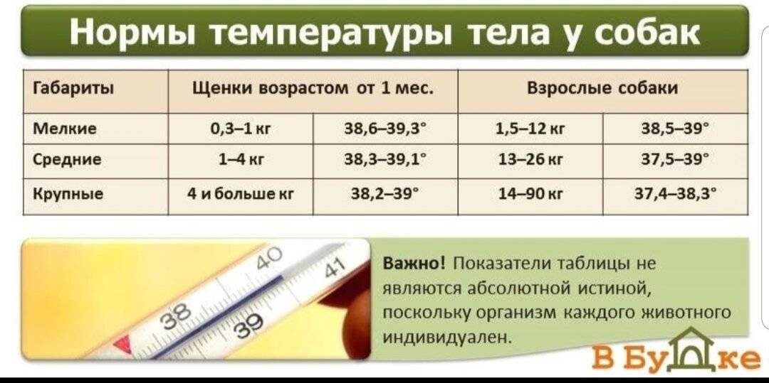 Как измерить температуру правильно?