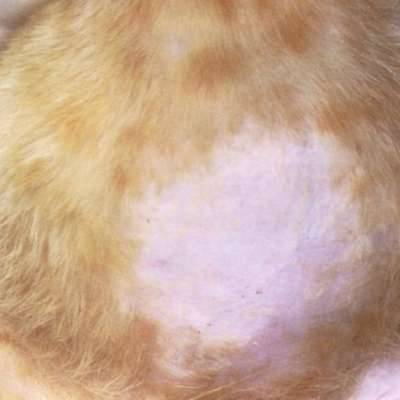 Власоеды, или пухоеды у кошек: характерные симптомы, пути заражения, опасность для человека, лечение различными средствами и профилактика