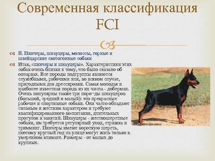 Немецкий пинчер – описание и характеристика породы собак (+ фото)