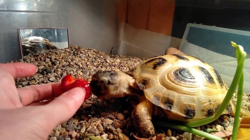 Как ухаживать за красноухой черепахой. как помыть красноухую черепаху? содержание черепах дома - уход, кормление, лечение заболеваний