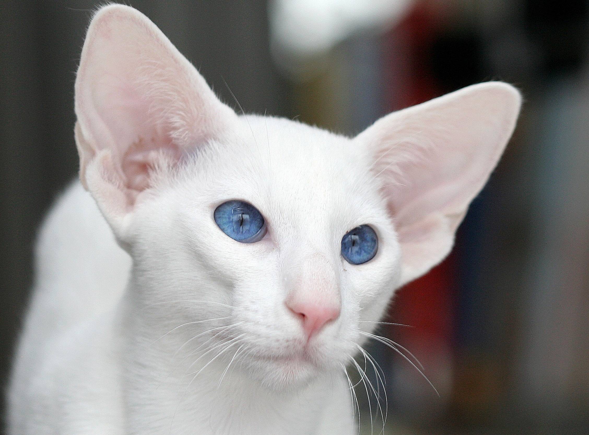 Породы белой кошки с голубыми глазами