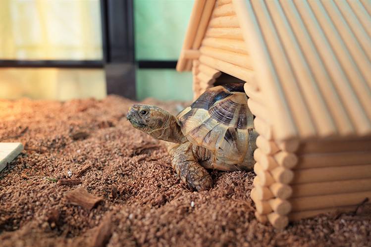 Обустройство террариума для сухопутных черепах: как сделать домик своими руками
