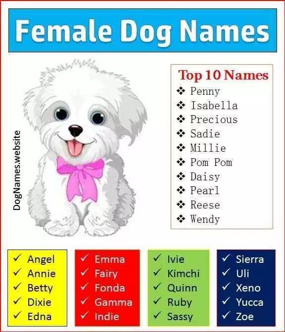 Клички животных по английскому языку – американские имена для собак мальчиков