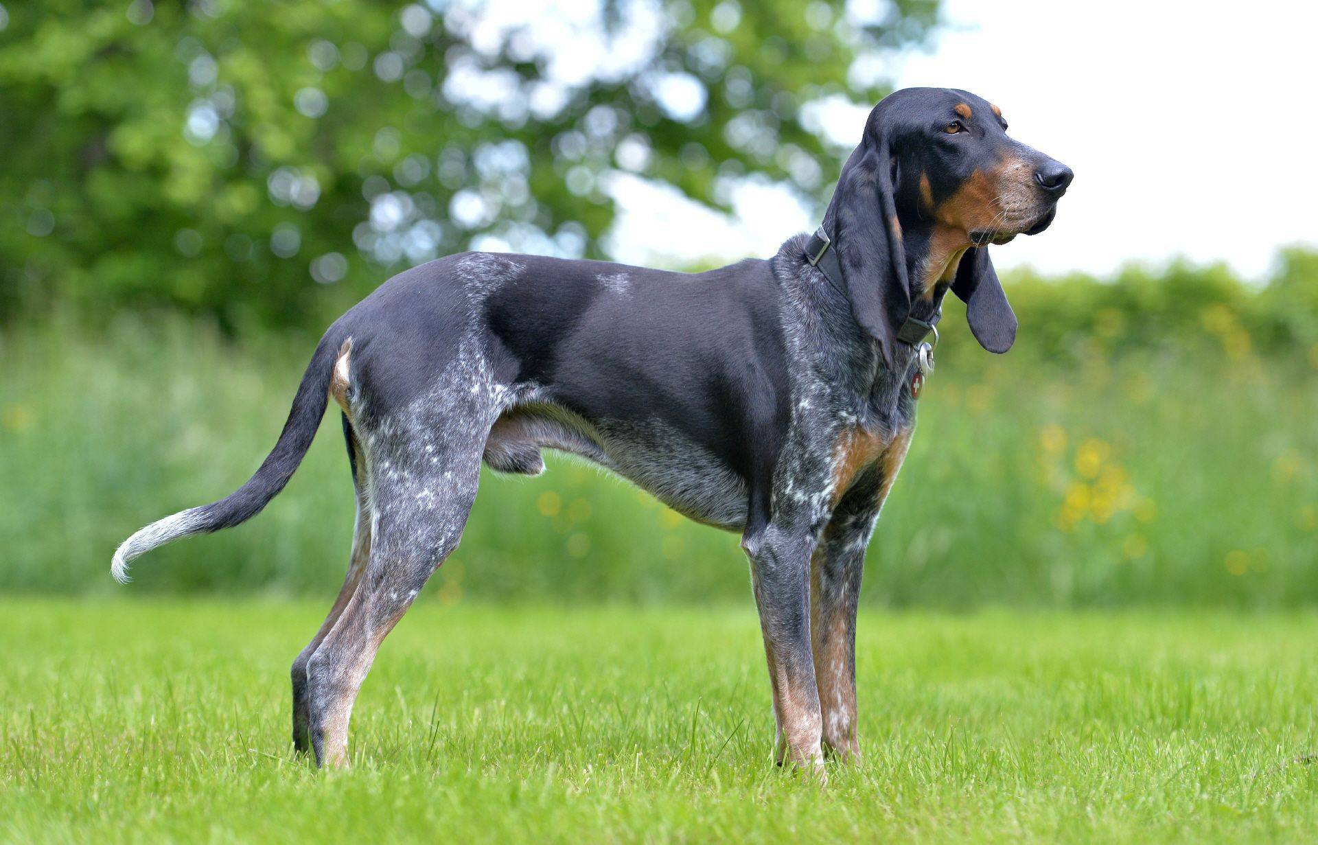 Австрийская гончая: характеристики породы собаки, фото, характер, правила ухода и содержания