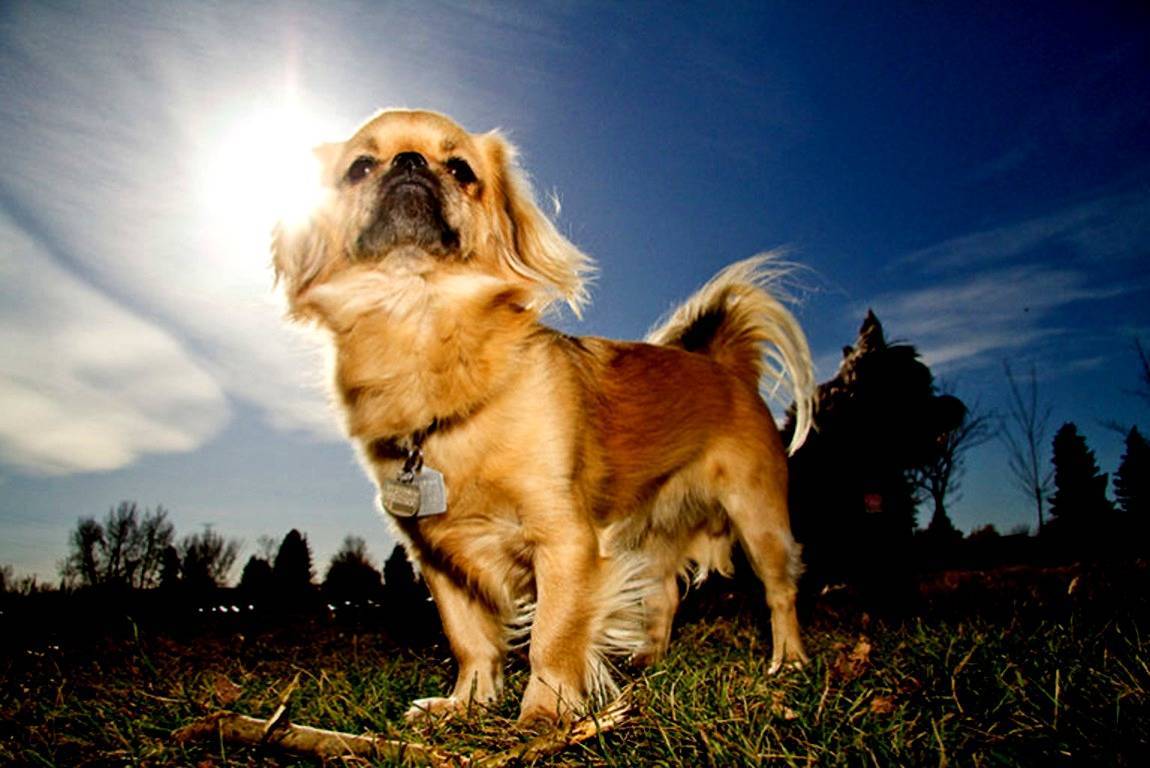 Порода собак тибетский спаниель и ее характеристики с фото