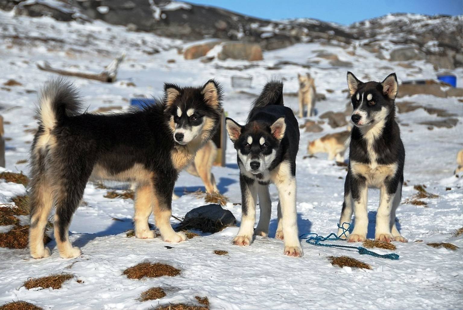 Гренландская собака – фото, описание породы, цена щенка
