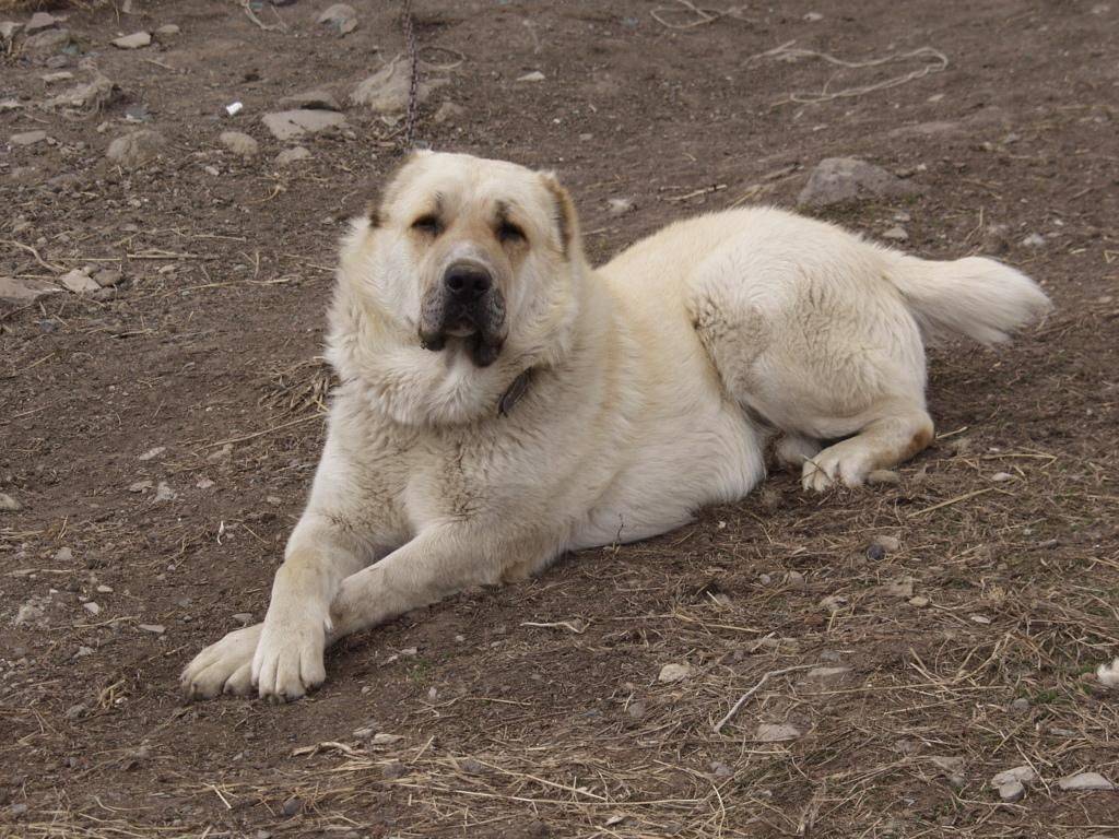 Описание породы собак гампр (армянский волкодав) с отзывами