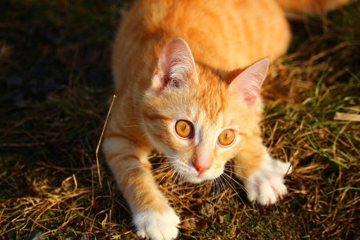 Рыжие коты: чем привлекают, и что приносят в дом питомцы солнечного окраса