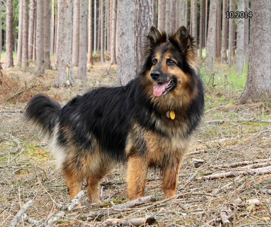 Чешская пастушья собака: характеристики породы, фото, характер, правила ухода и содержания