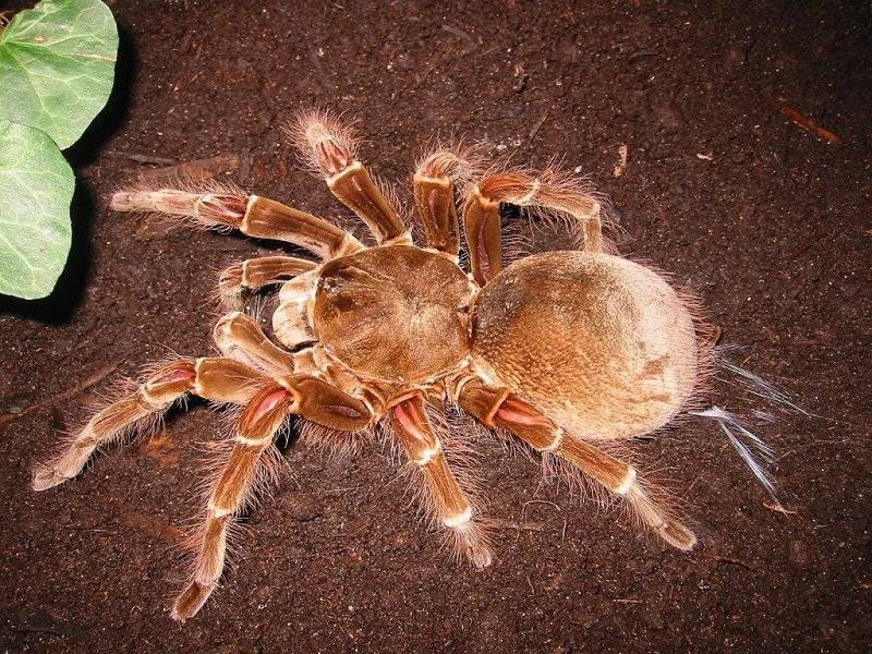 Терафоза блонда или паук-птицеед – самый большой паук в мире