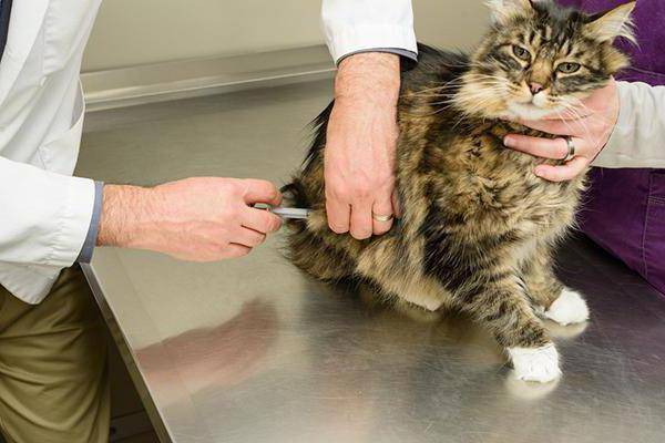 Абсцесс параанальной железы у кошки - симптомы и лечение