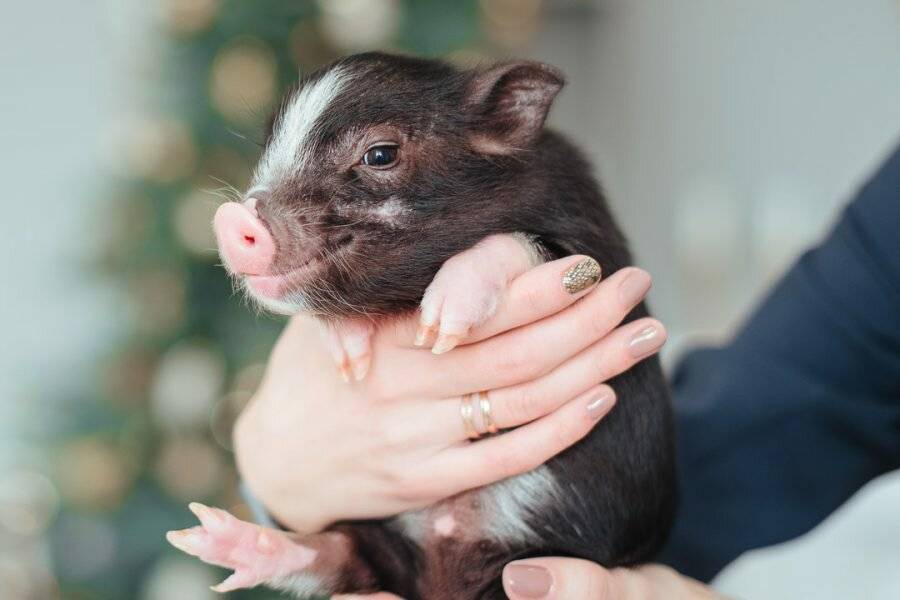 Мини пиги — описание и характеристика декоративных свинок, содержание карликовых свиней