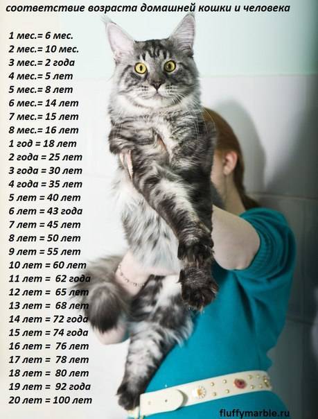 До какого возраста растут домашние коты и кошки?