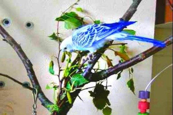 Попугай розелла: описание, общение, содержание и уход