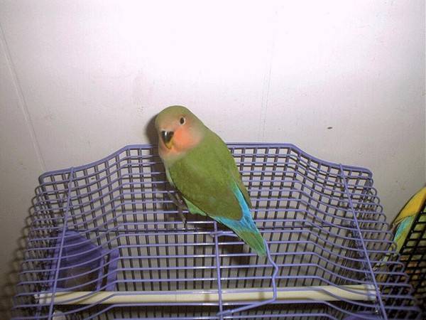Уборка птичьей клетки (советы). как мыть клетку попугая чем помыть клетку после смерти попугая