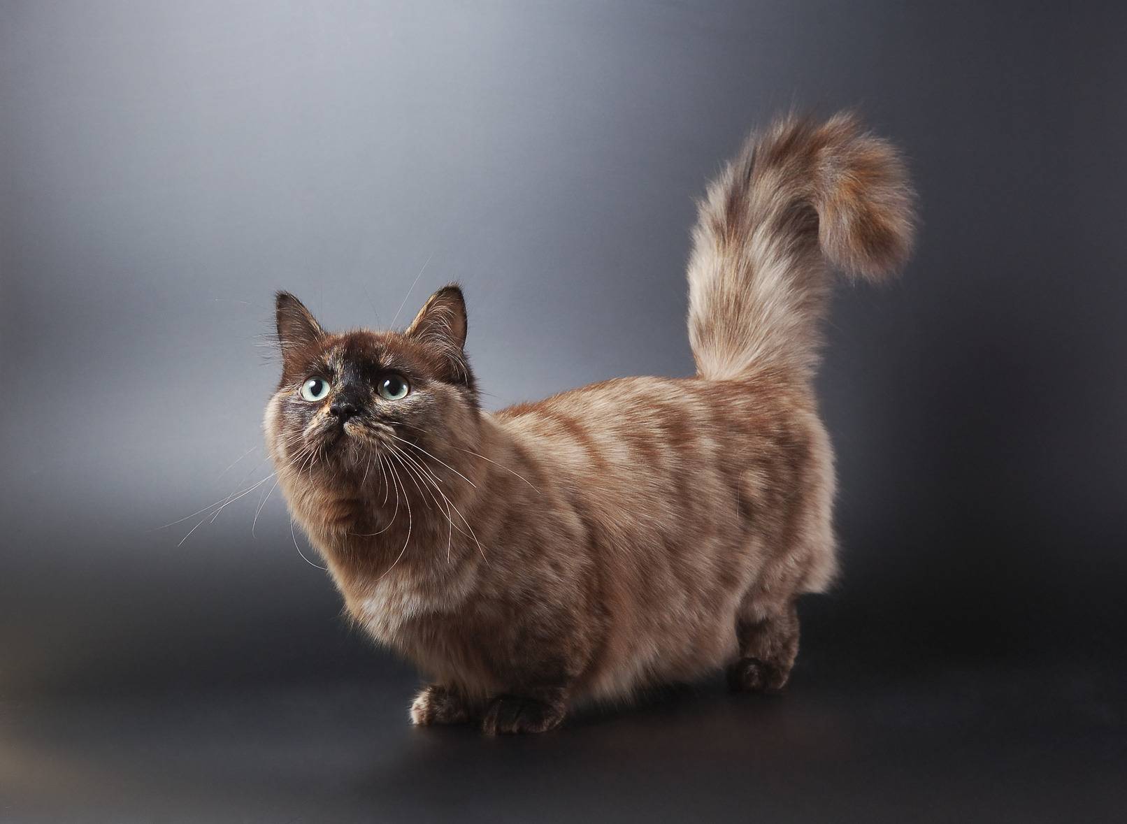 Манчкин (munchkin) кошка: маленькая кошка сурикат