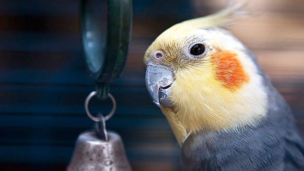 Распространенные болезни попугаев корелла и их лечение