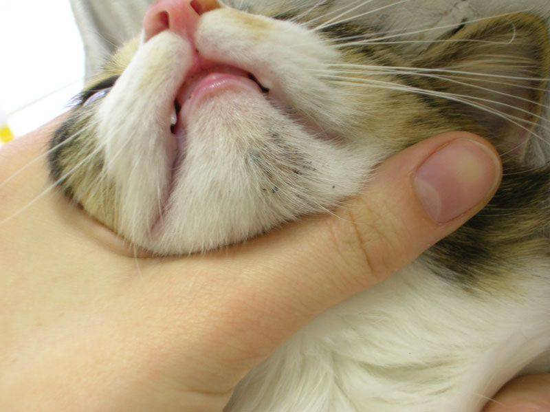 Акне у кошек: причины и симптомы, лечение и профилактика