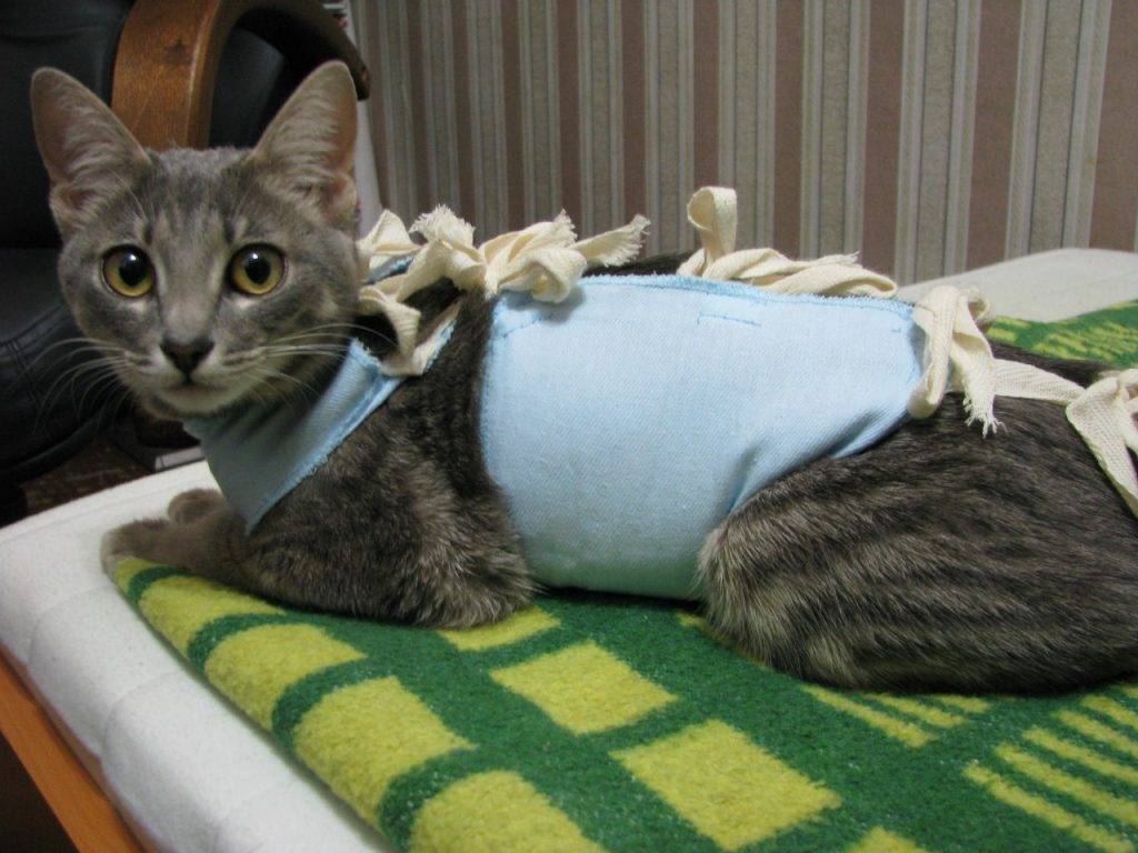 Стерилизация кошек: когда можно стерилизовать, как проходит