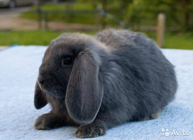 Вислоухий кролик карликовый баран: особенности ухода и содержания