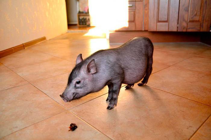 Мини-пиги: породы карликовых декоративных свиней, уход и содержание в домашних условиях, в квартире
