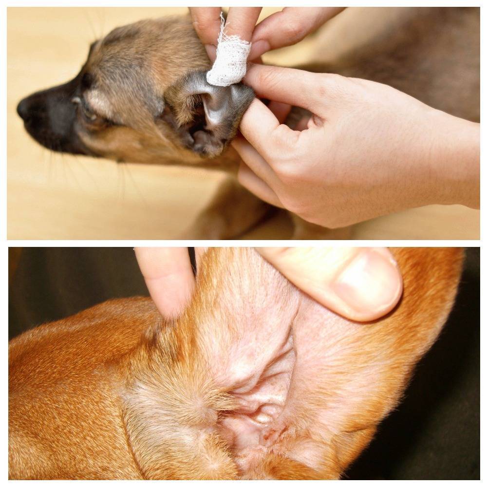 Как чистить уши собаке в домашних условиях: как правильно, насколько часто, хлоргексидином, перекисью
