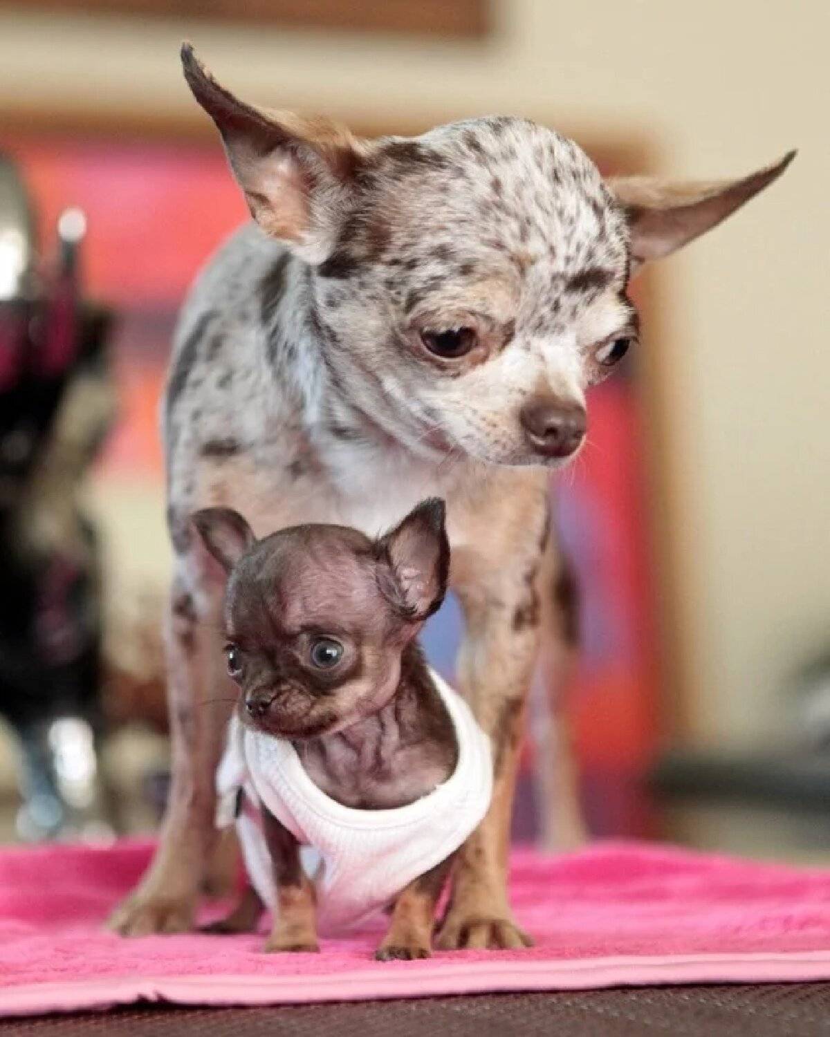 Самая маленькая собака в мире — порода собачки, фото