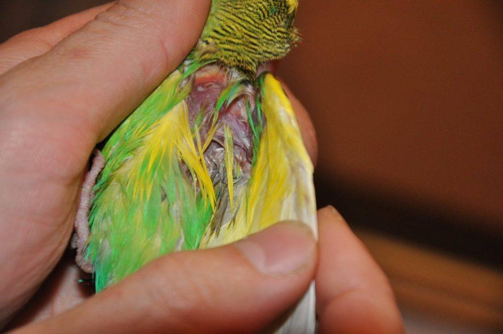 Попугай выщипывает перья: что делать и как помочь питомцу