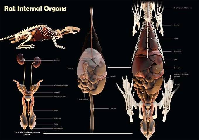 Скелет человека | анатомия скелета, строение, функции, картинки на eurolab