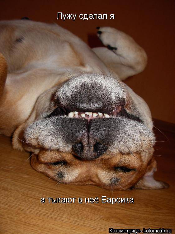 14 причин, почему собака не пьет воду: что делать, холодный нос, вялая и лежит - kotiko.ru