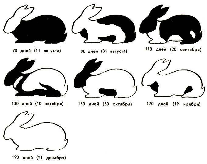 Определить возраст кролика должен уметь каждый - постройки