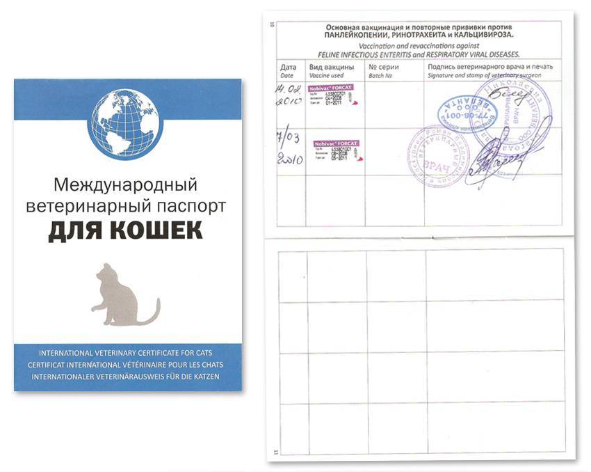 Подача заявки на получение ветеринарного сертификата для вывоза домашнего животного за границу в компоненте ecert