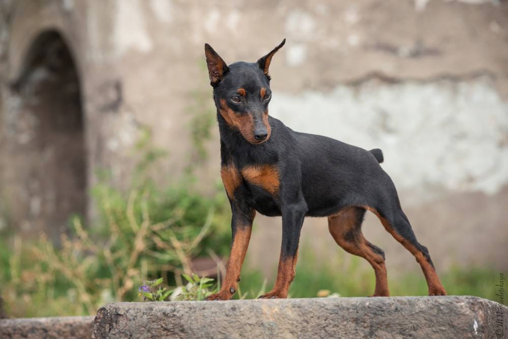 Пинчеры: популярные представители породы собак с фото и описанием
