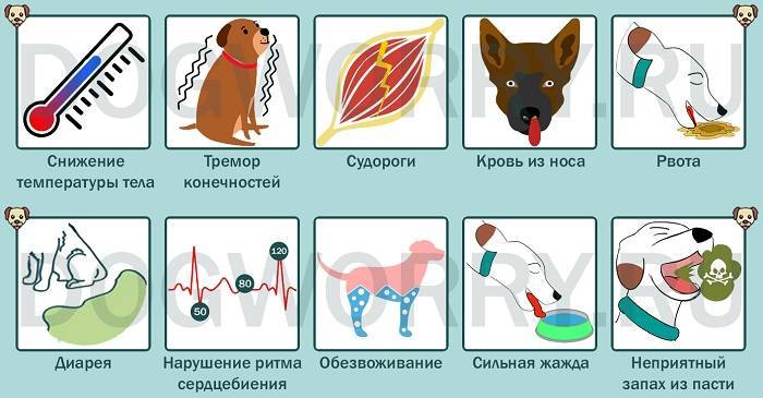 Симптомы отравления у собак. Признаки отравления у собаки. Симптомы при отравлении собаки. Отравление у щенка симптомы.