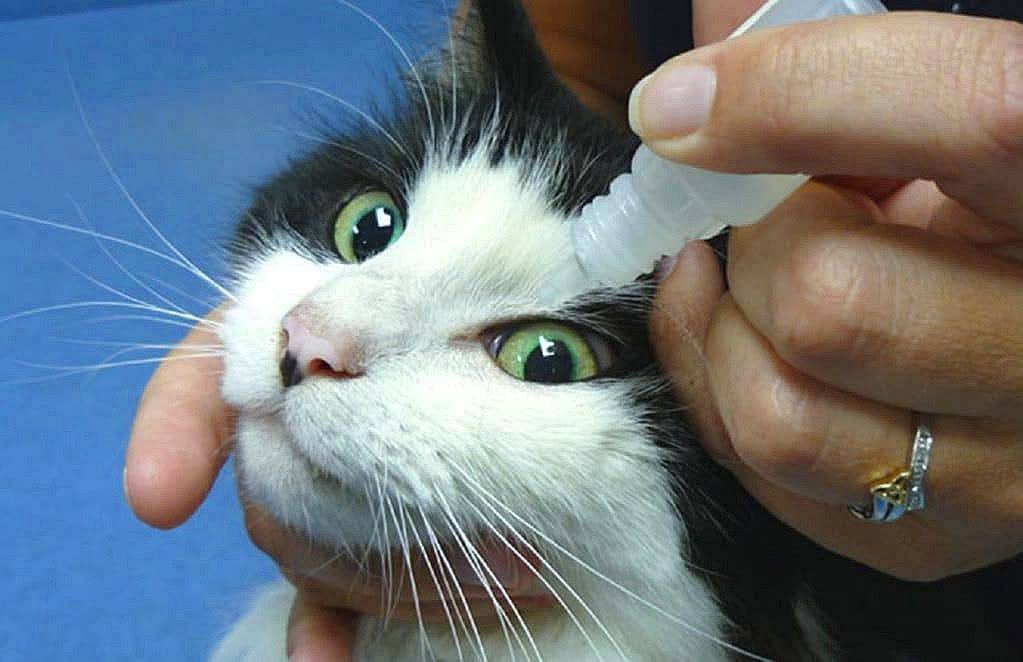 У кота гноится глаз - что делать? - ветклиника подольск "айболит"