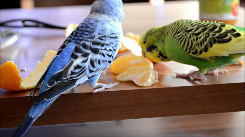 Можно ли давать попугаям бананы и почему
