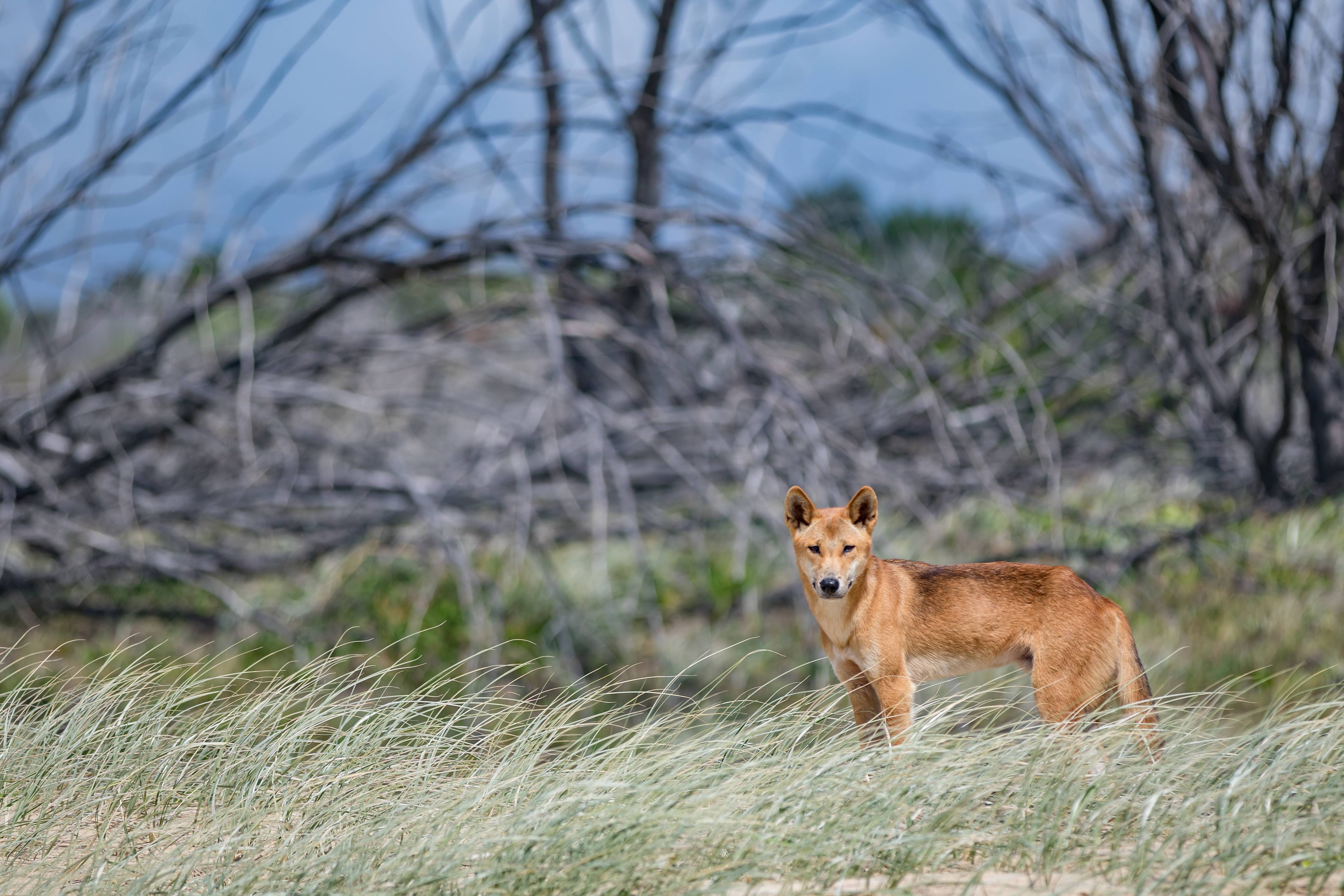 Дикая австралийская собака динго: где живет, особенности, дрессировка животного