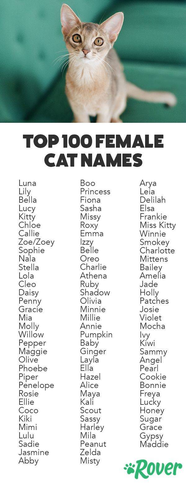 Как назвать кошку: топ лучших кличек и имен с советами, как оригинально назвать кошку или кота