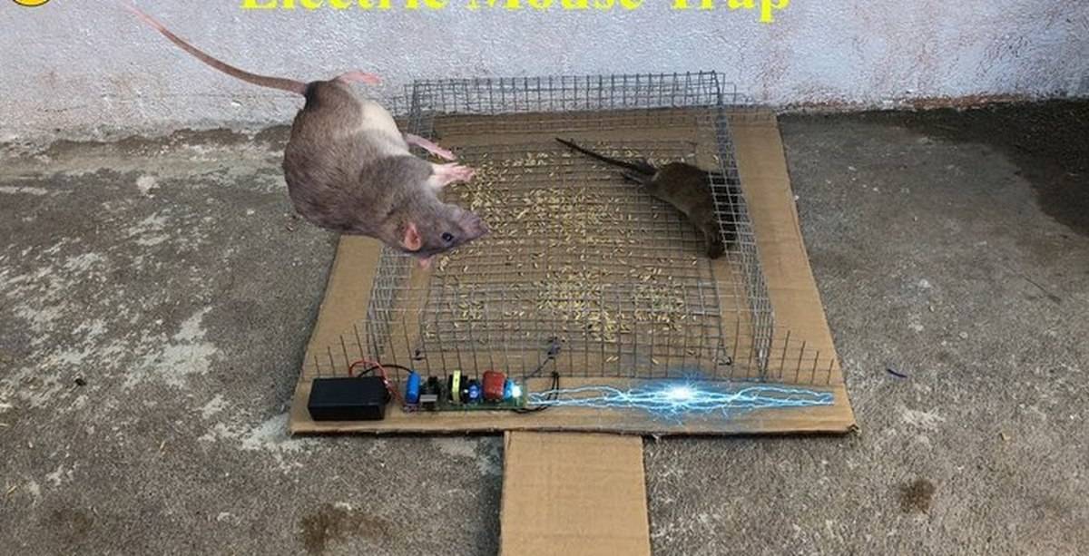 10 способов поймать крысу в домашних условиях в доме или квартире