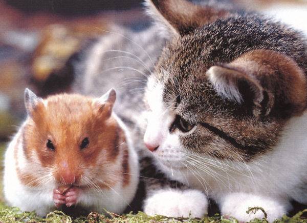 Хомяк и кот в одной квартире: едят ли кошки хомяков?