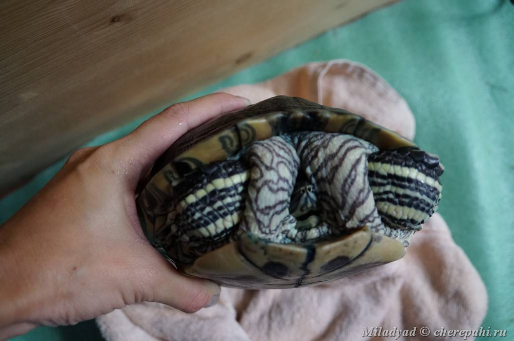 Уход и содержание красноухой черепахи в домашних условиях, как правильно ухаживать и кормить питомца