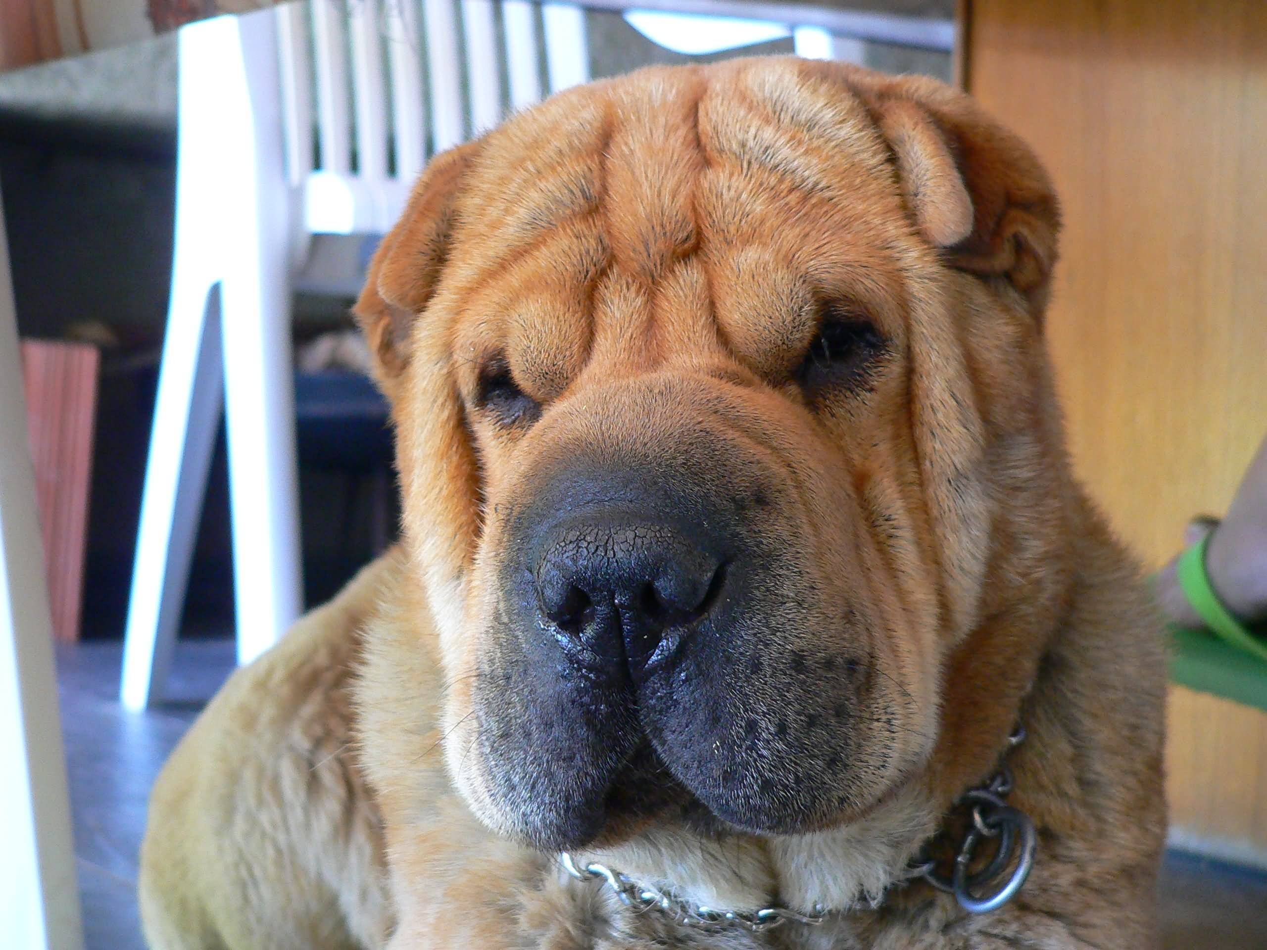 Шарпей - стандарт породы, характеристика и нрав собаки (130 фото и видео)