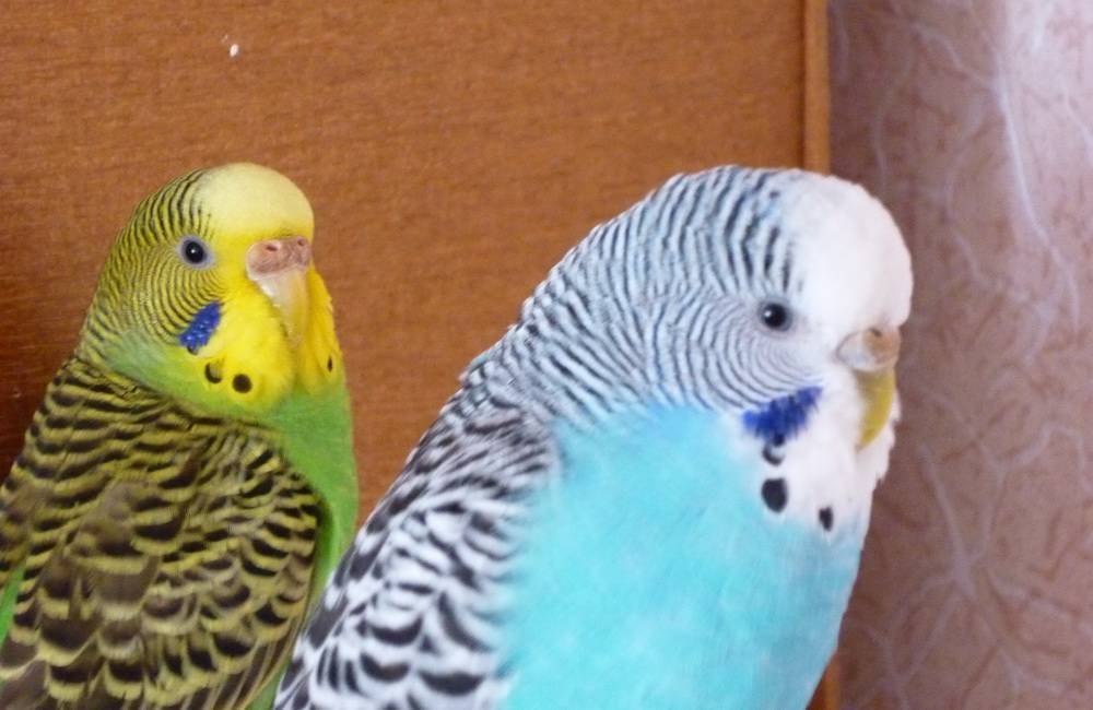 Как определить пол попугая? 13 фото как отличить мальчика от девочки по поведению?
