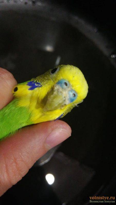 Почему попугай не чирикает и нормально ли это