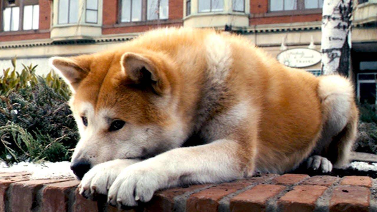 Собака породы акита-ину, которая снималась в «хатико»