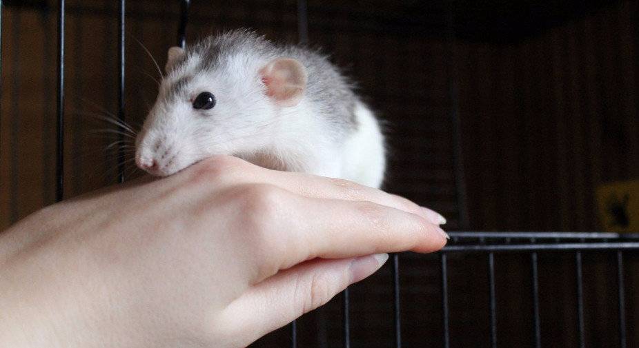 Домашняя крыса: все о декоративных маленьких грызунах